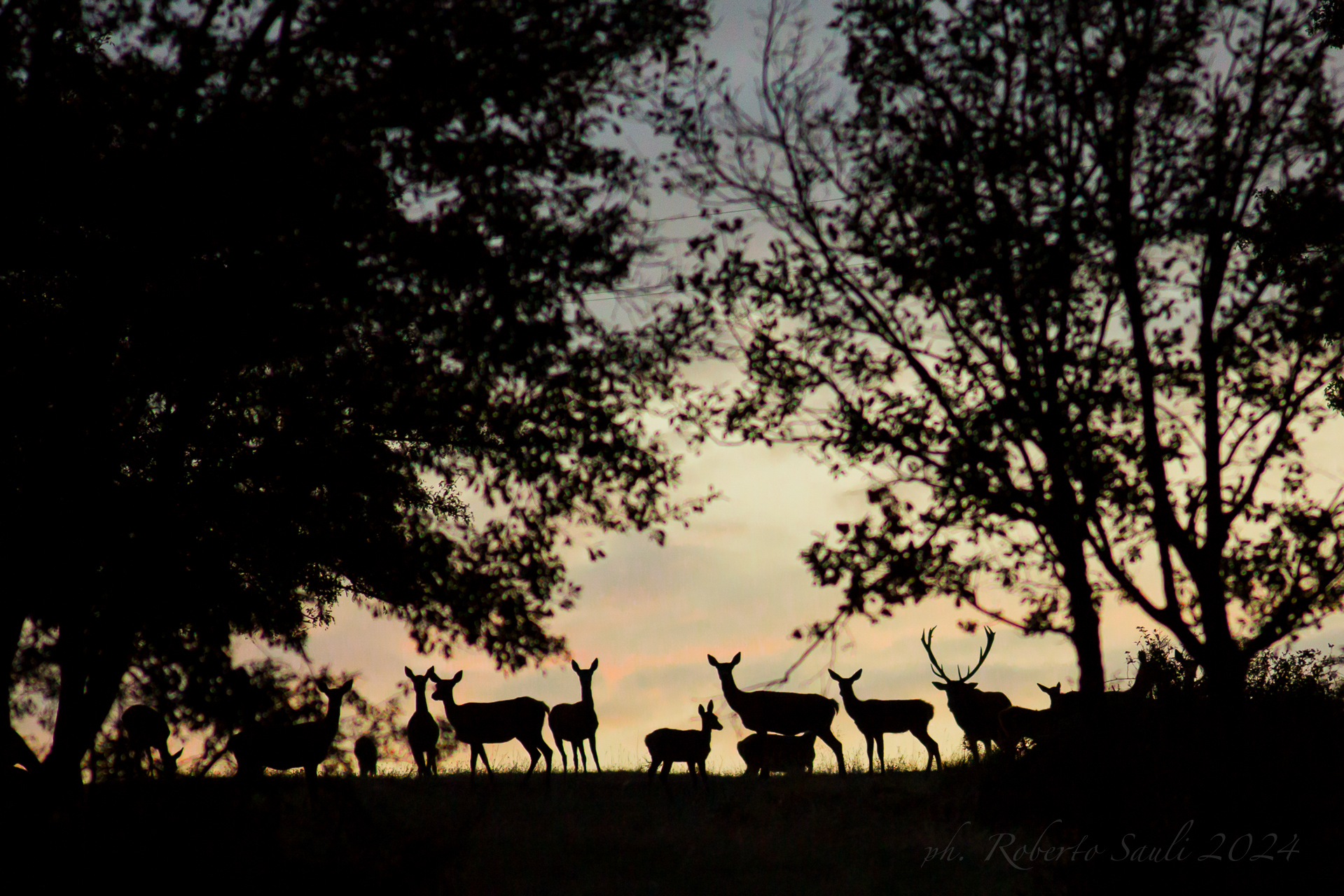 Cervi all'alba