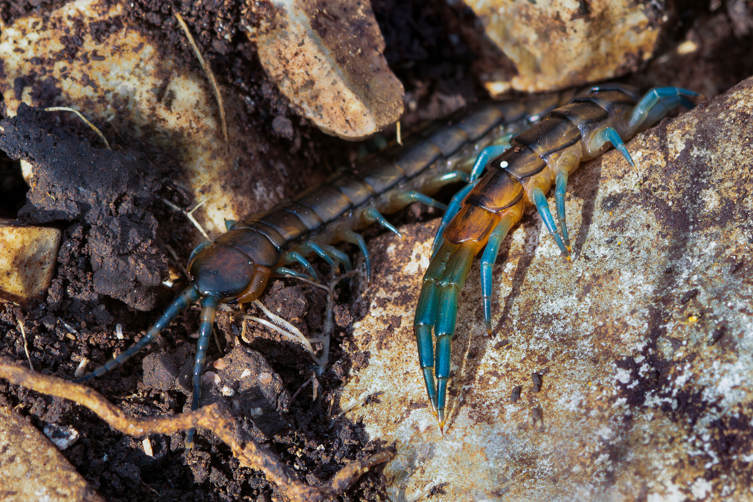 Scolopendra cingulata