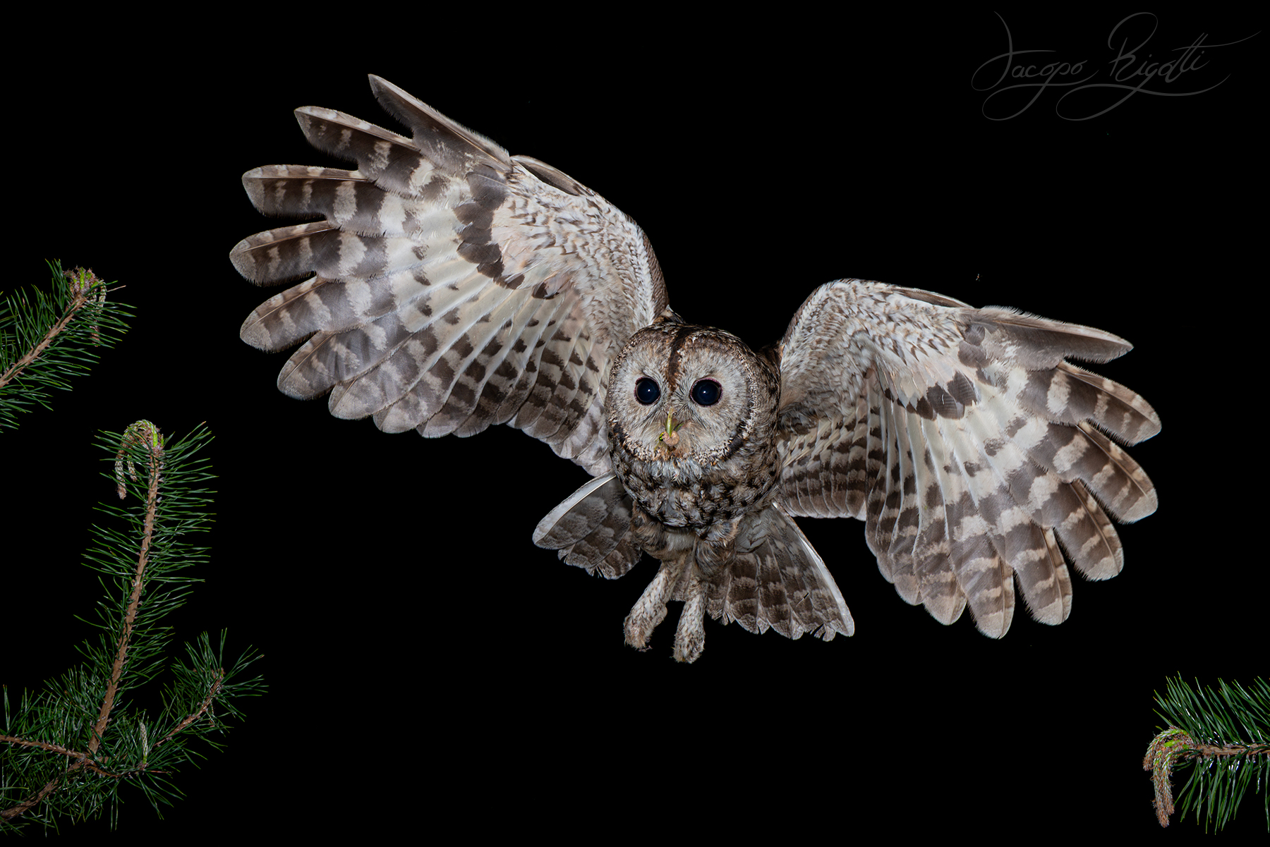 Face to face with the tawny owl