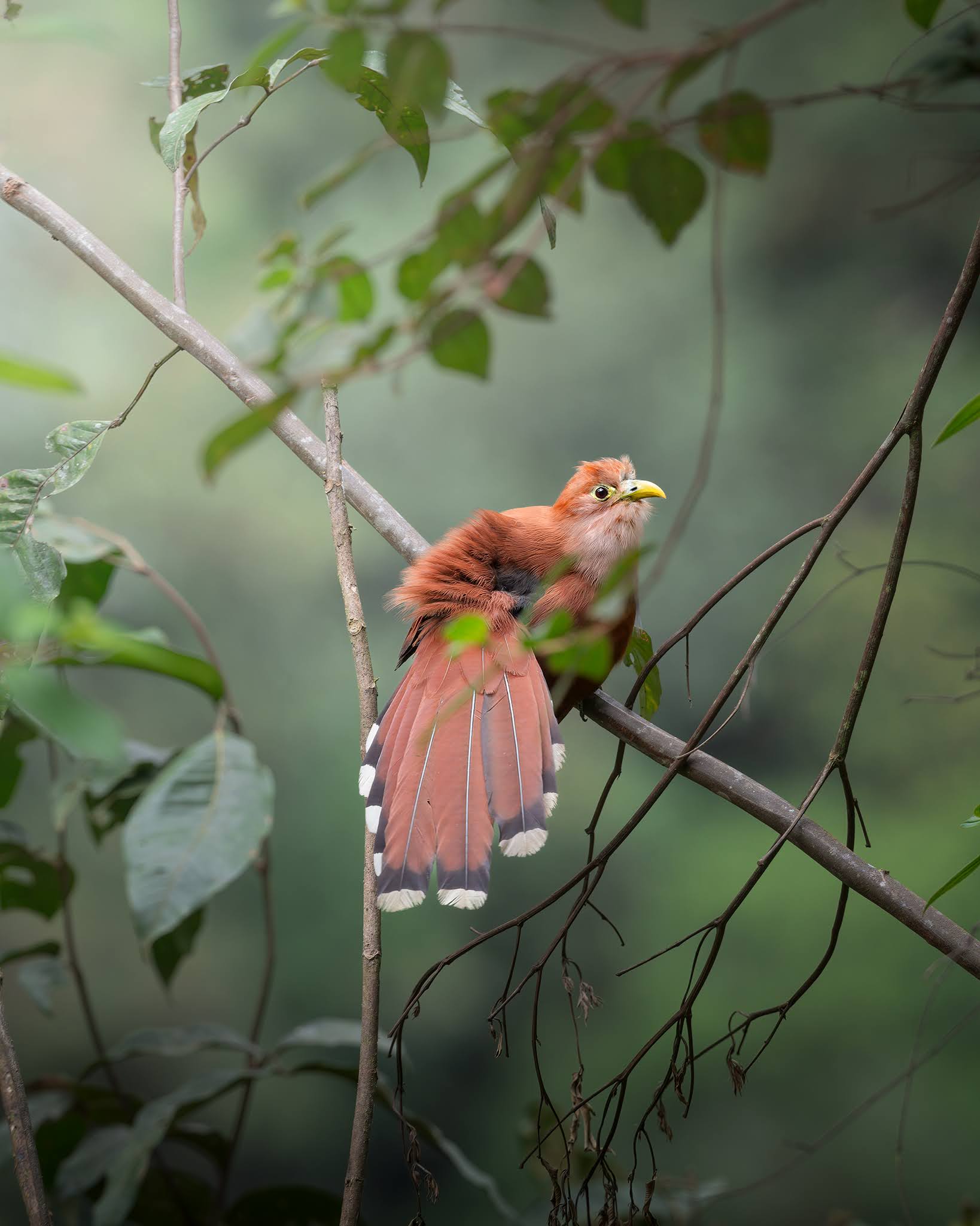 Squirrel Cuckoo