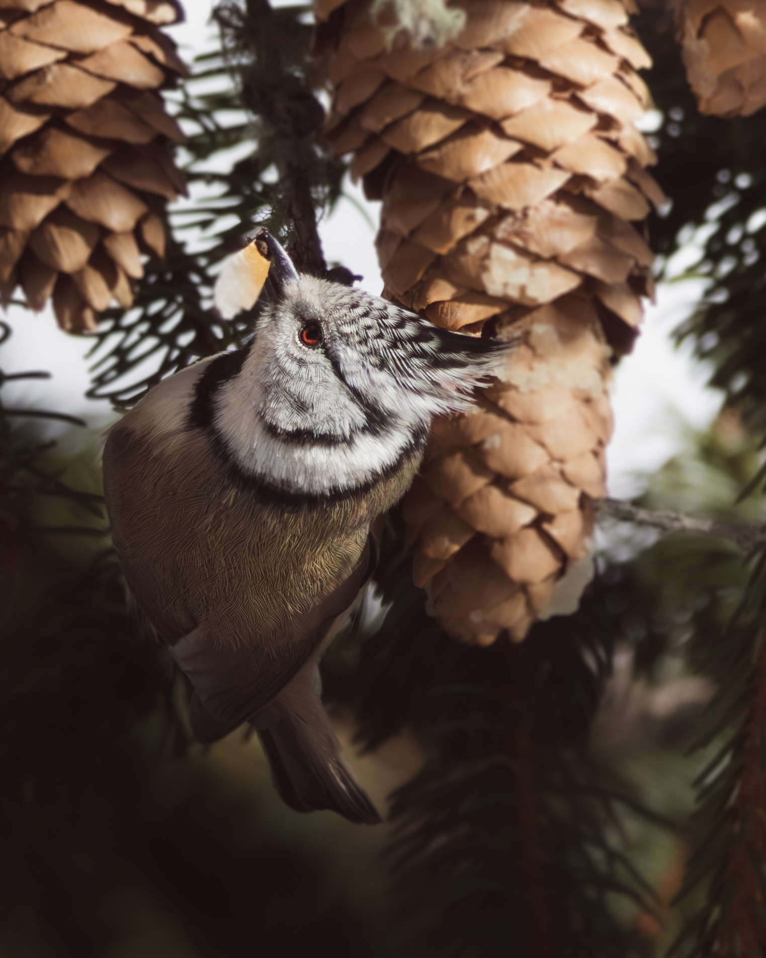 Cincia dal ciuffo (Lophophanes cristatus)