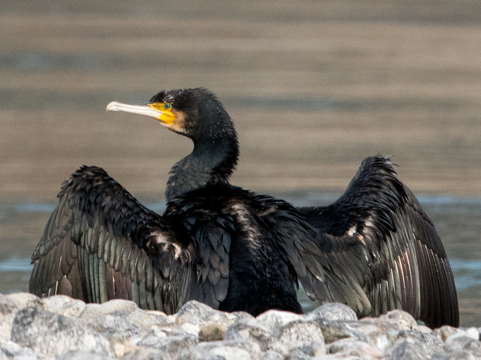 Cormorano
