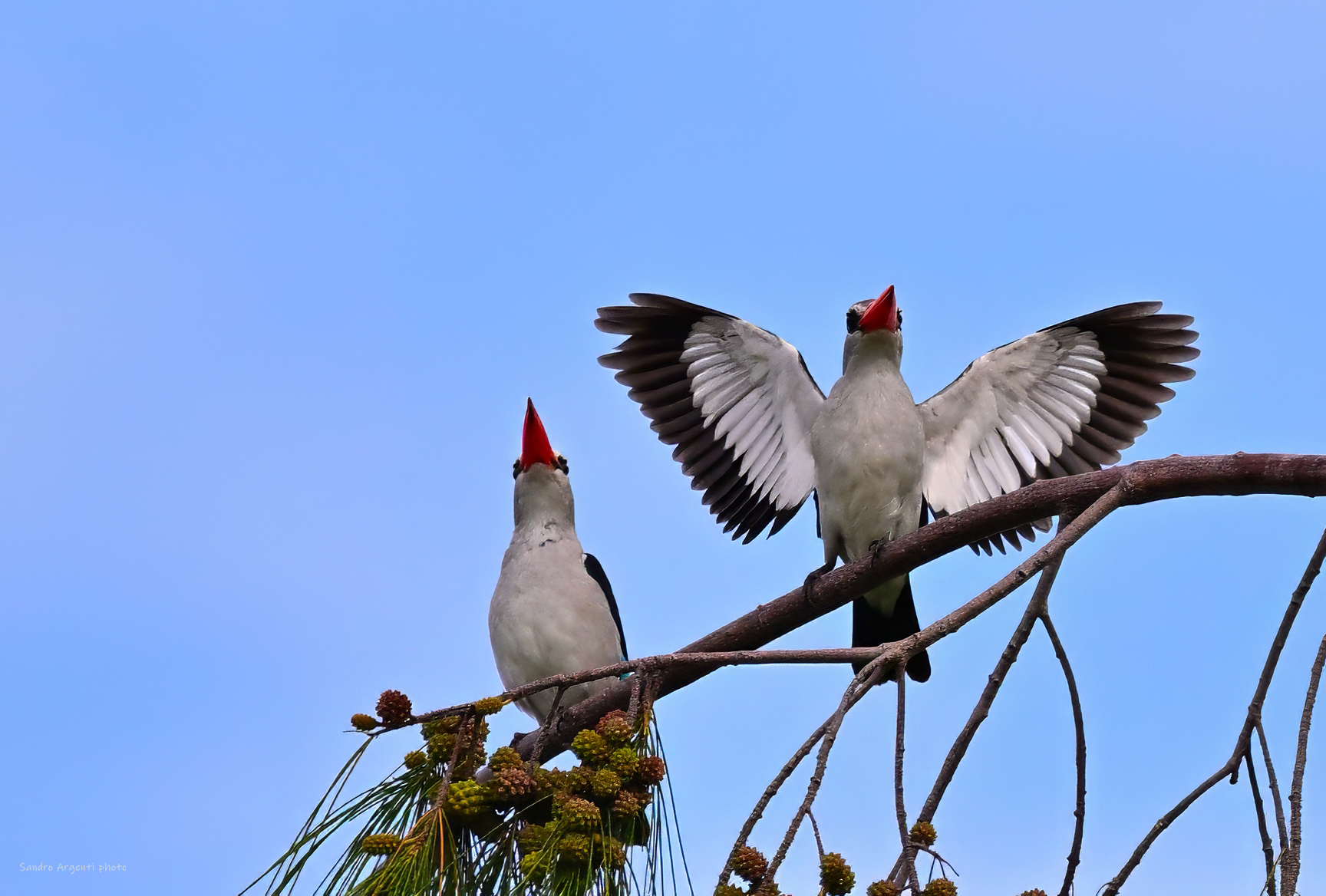 Curiosa posizione di una coppia di Martin pescatore.
