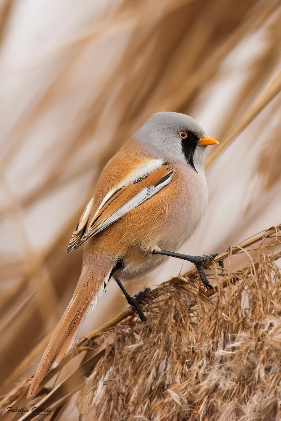 Panurus biarmicus (Basettino m.)