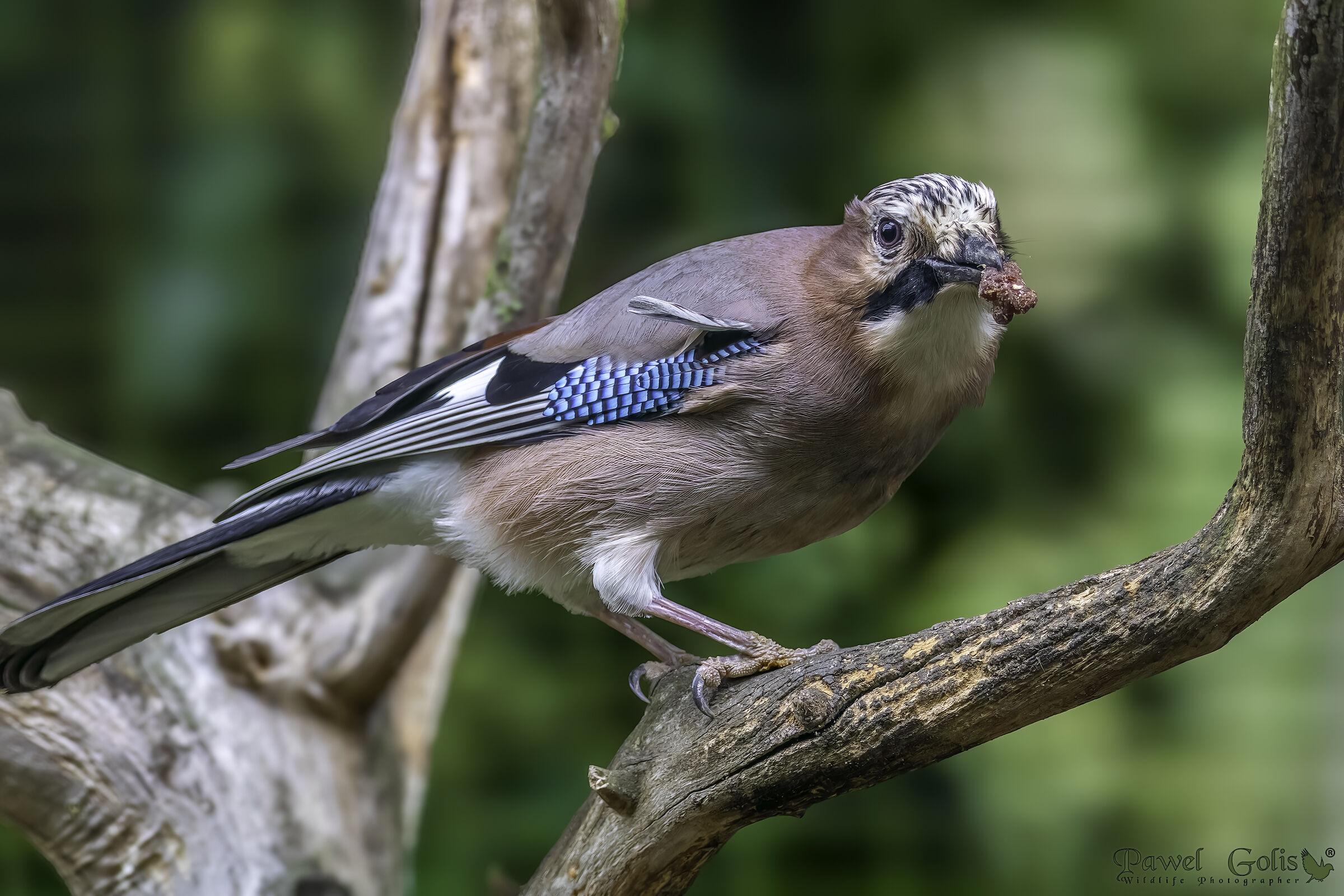 Ghiandaia (Garrulus glandarius)