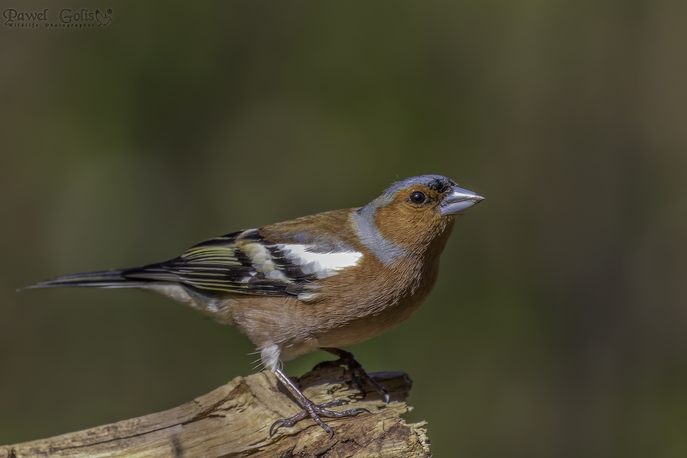 Fringuello comune (Fringilla coelebs)