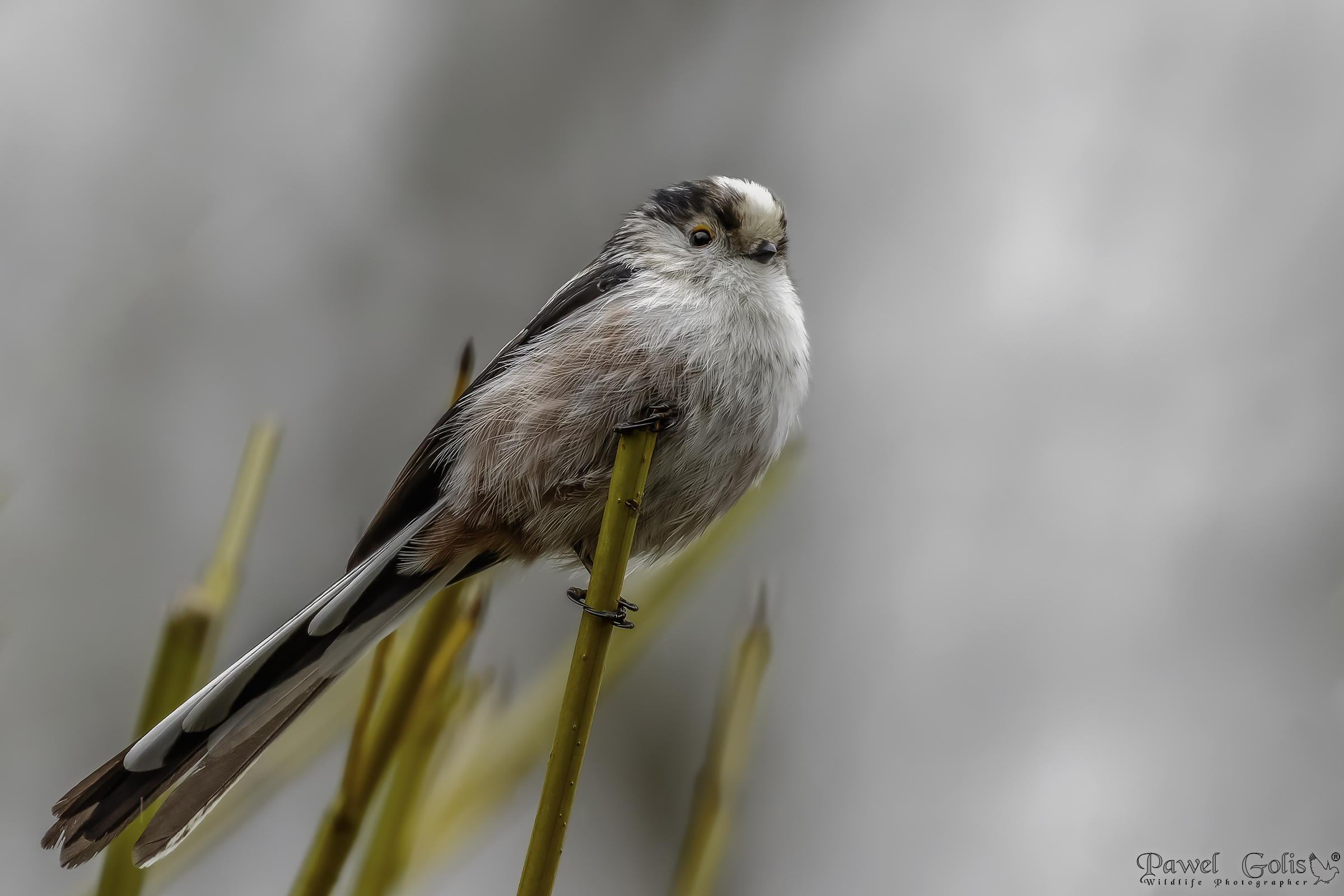 Cinciarella dalla coda lunga (Aegithalos caudatus)