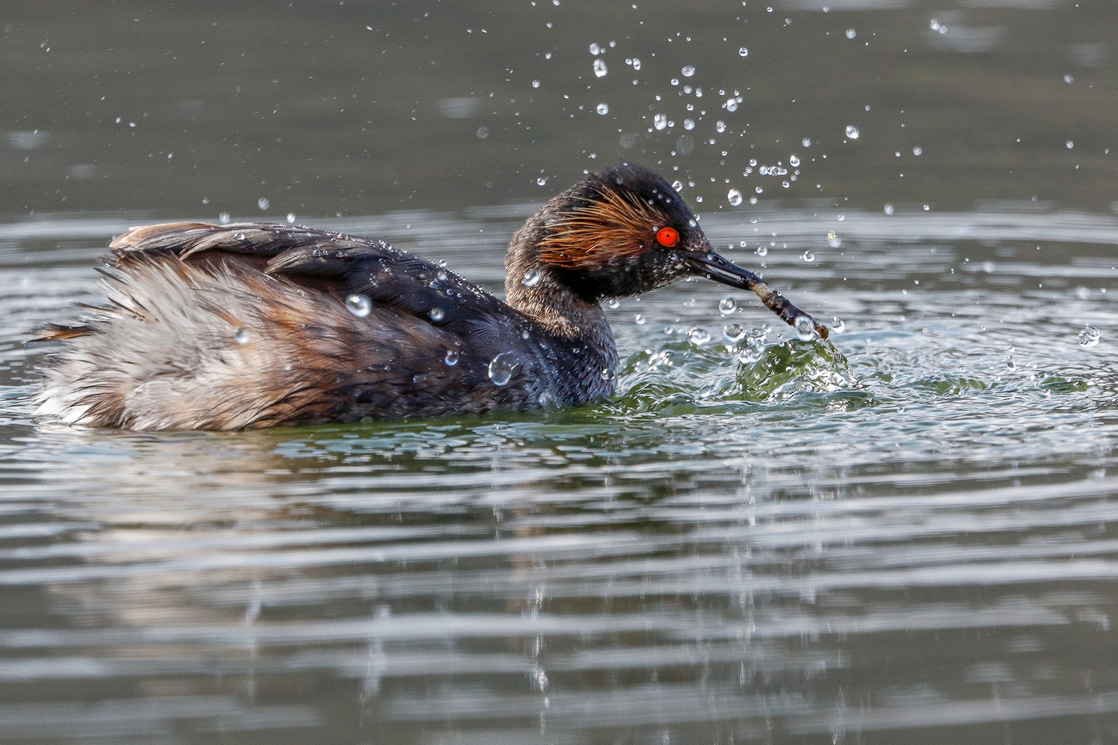 Black-necked grebe