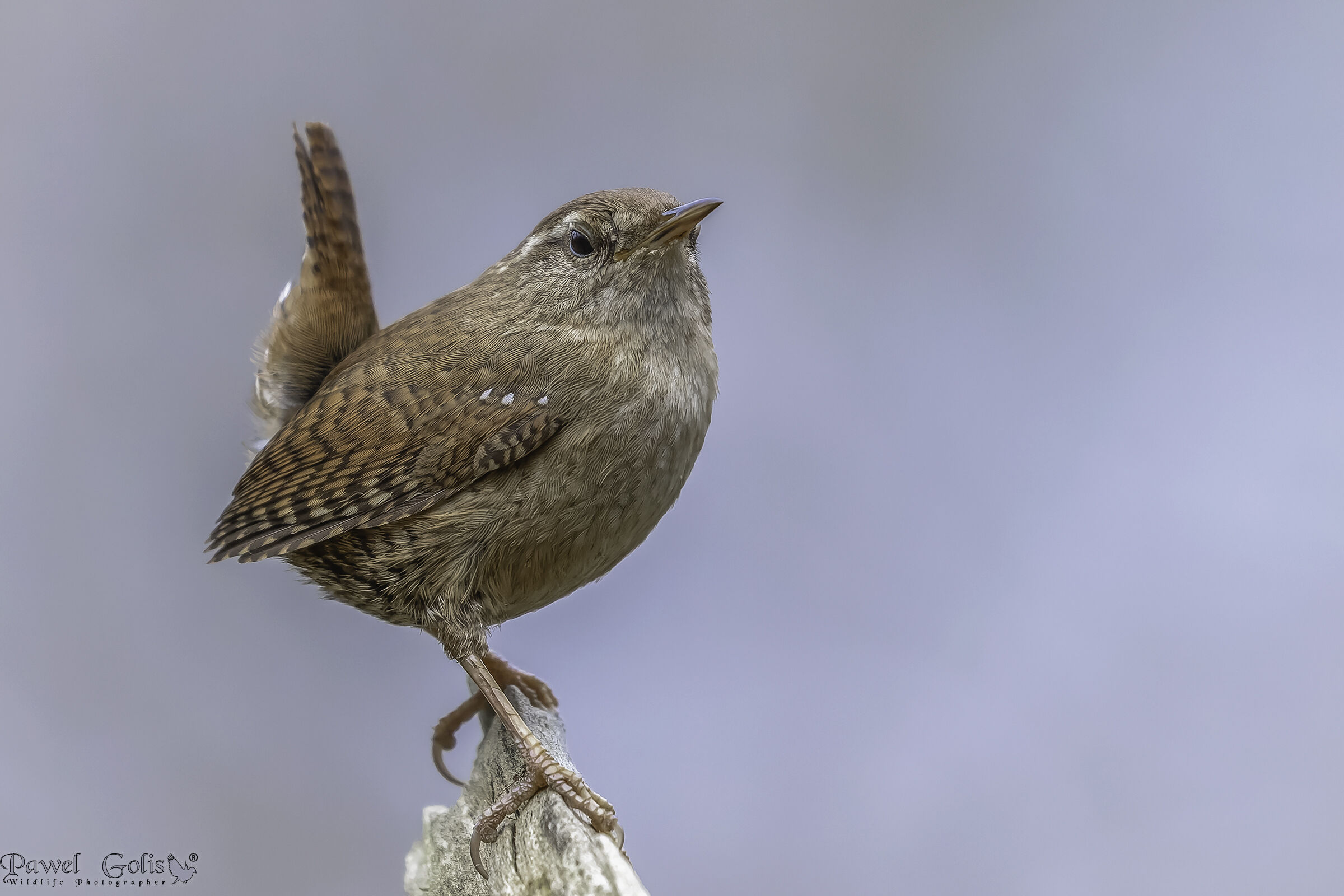 Scricciolo ( Troglodytes troglodytes )