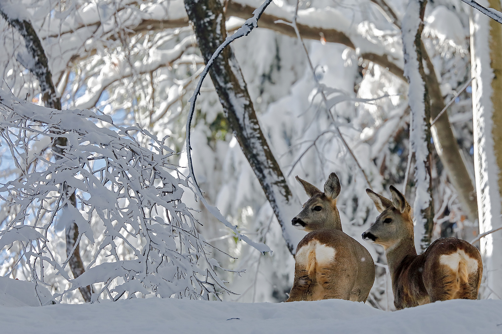 Roe deer