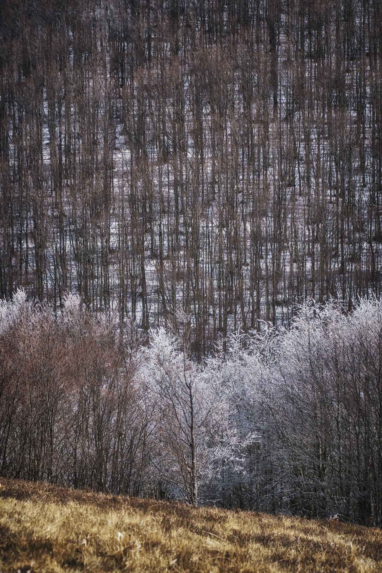 Come soldati d'inverno