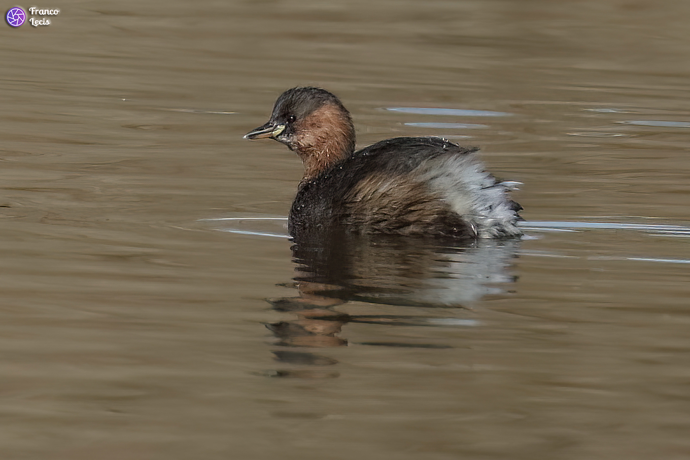 Dabchick