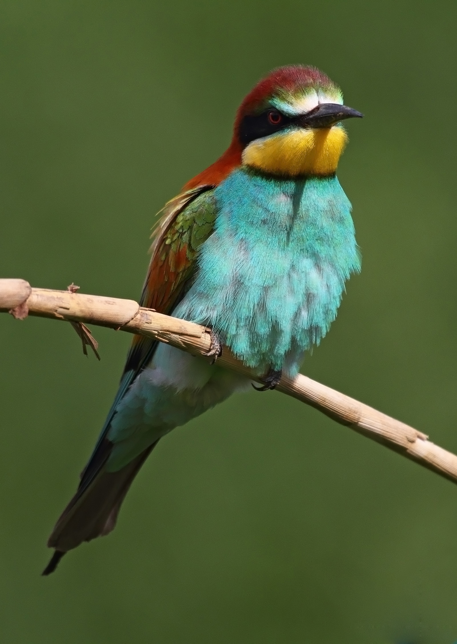 Bee-eater