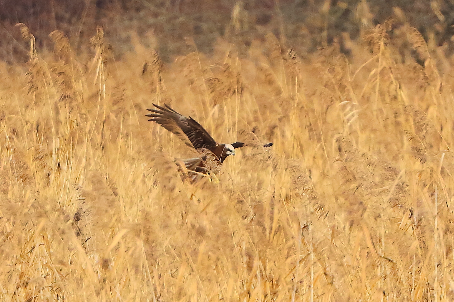 Marsh Harrier F 15-12-2023