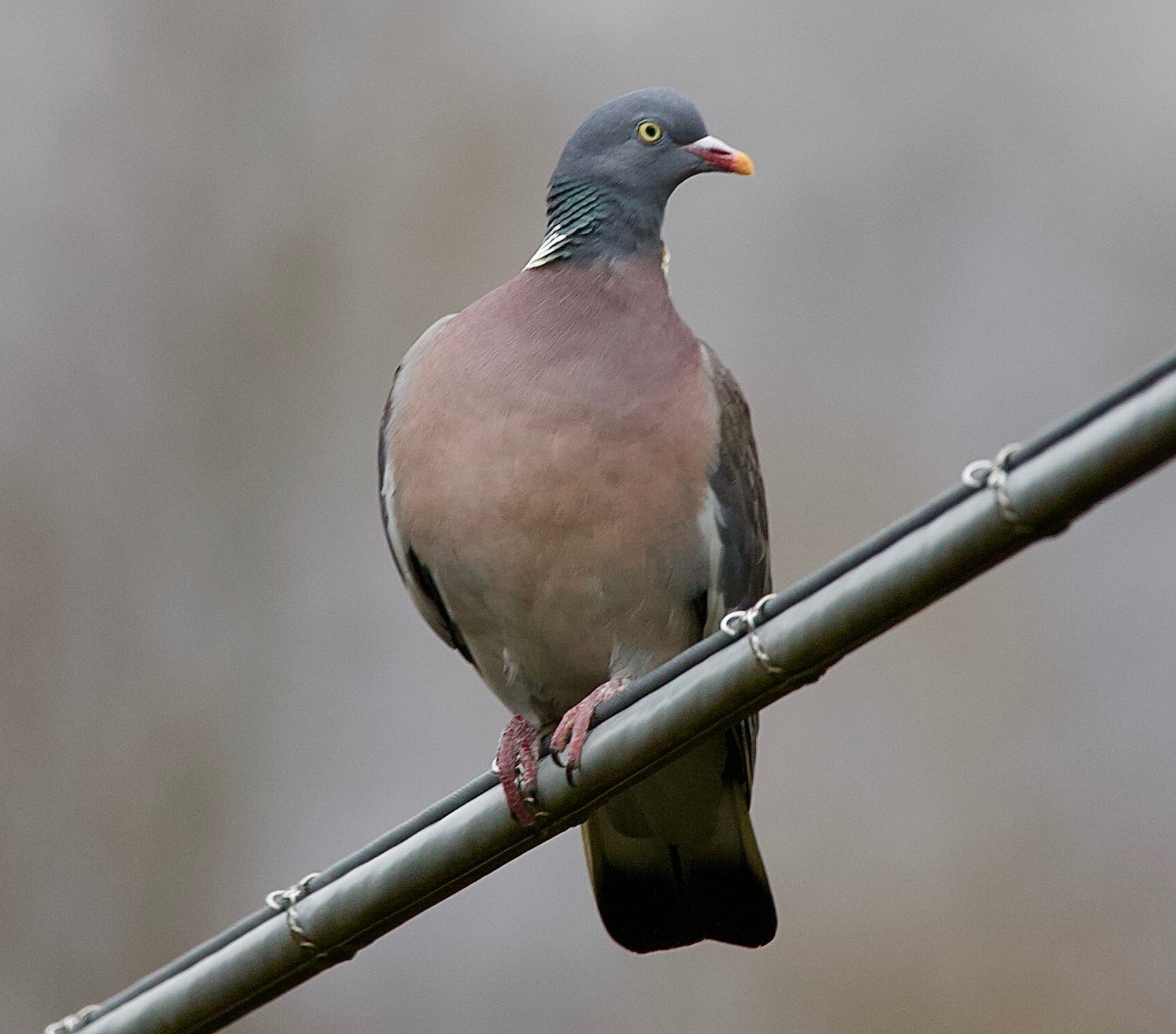 Tortora in perfetta forma