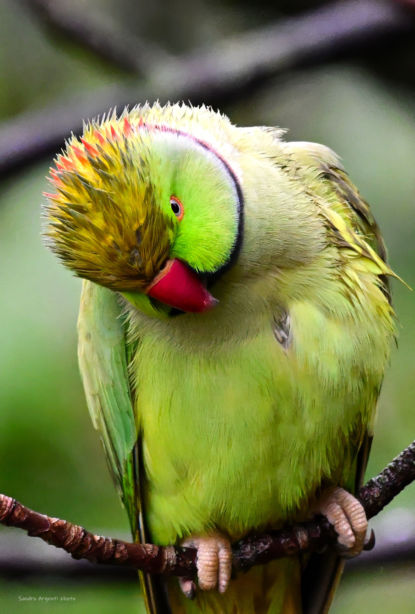 Ho volato per migliaia di kilometri...