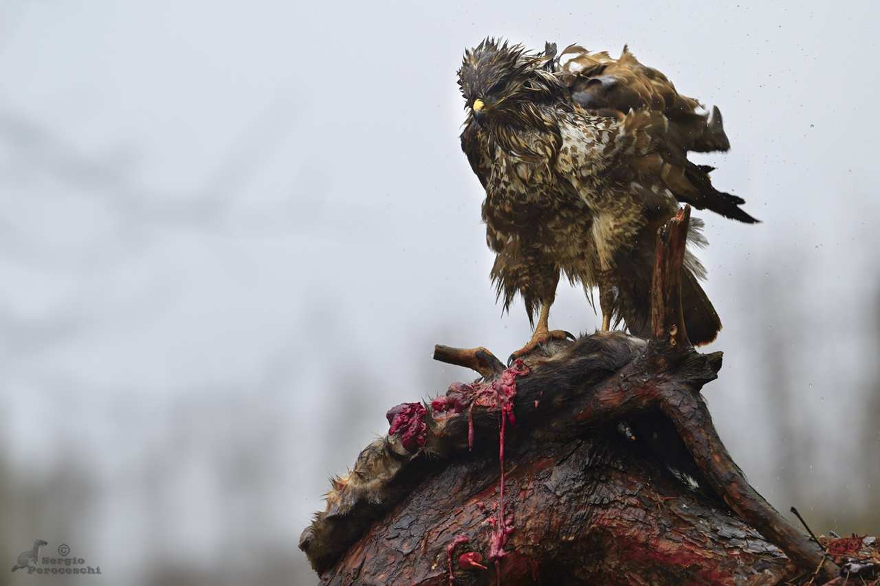 Flapping wings in the heavy rain