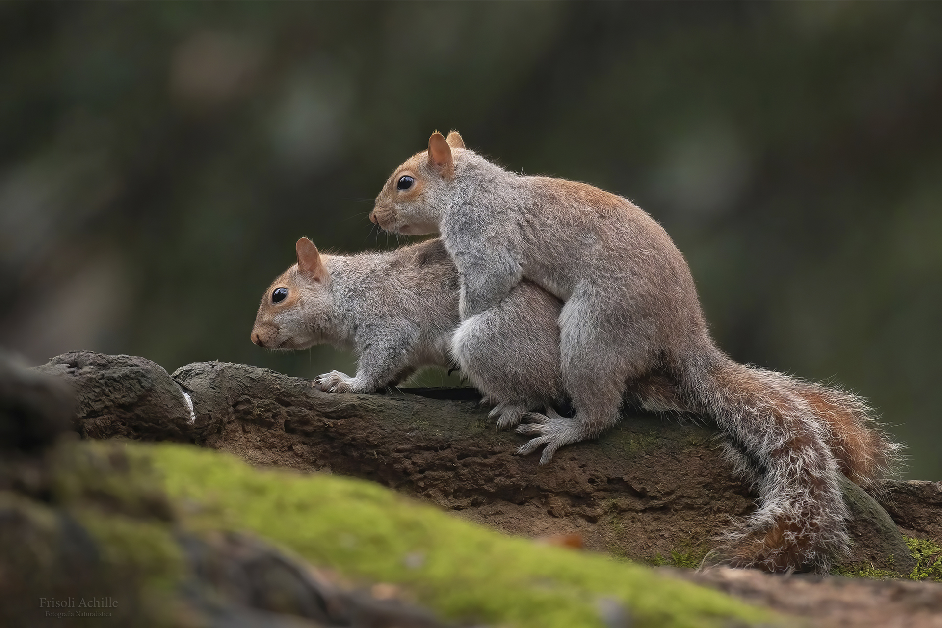 Grey squirrels
