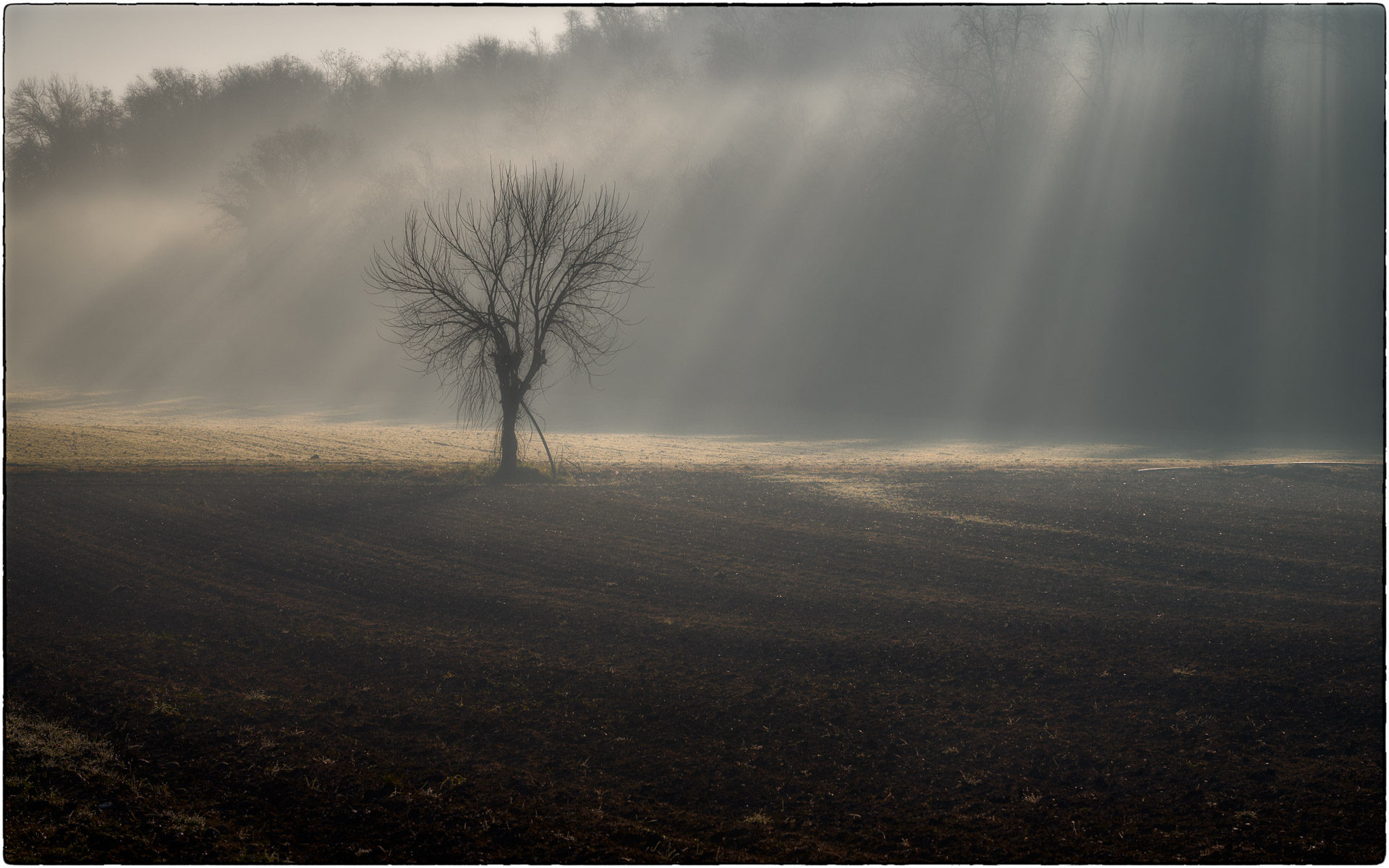 Fog over the Mantuan countryside