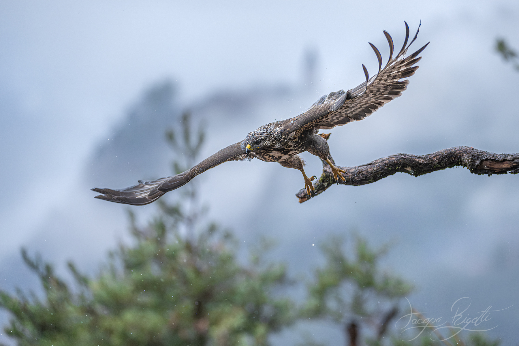 Wet buzzard...