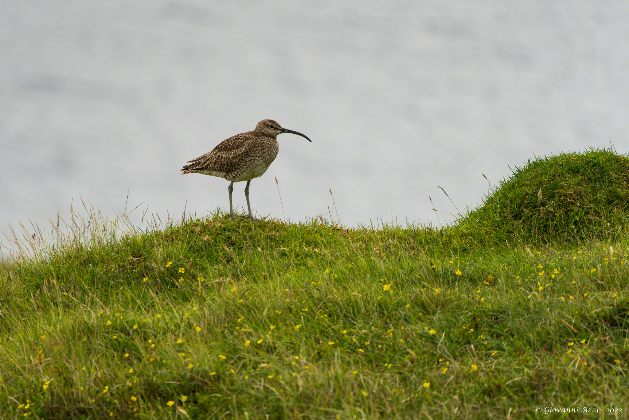 Curlew