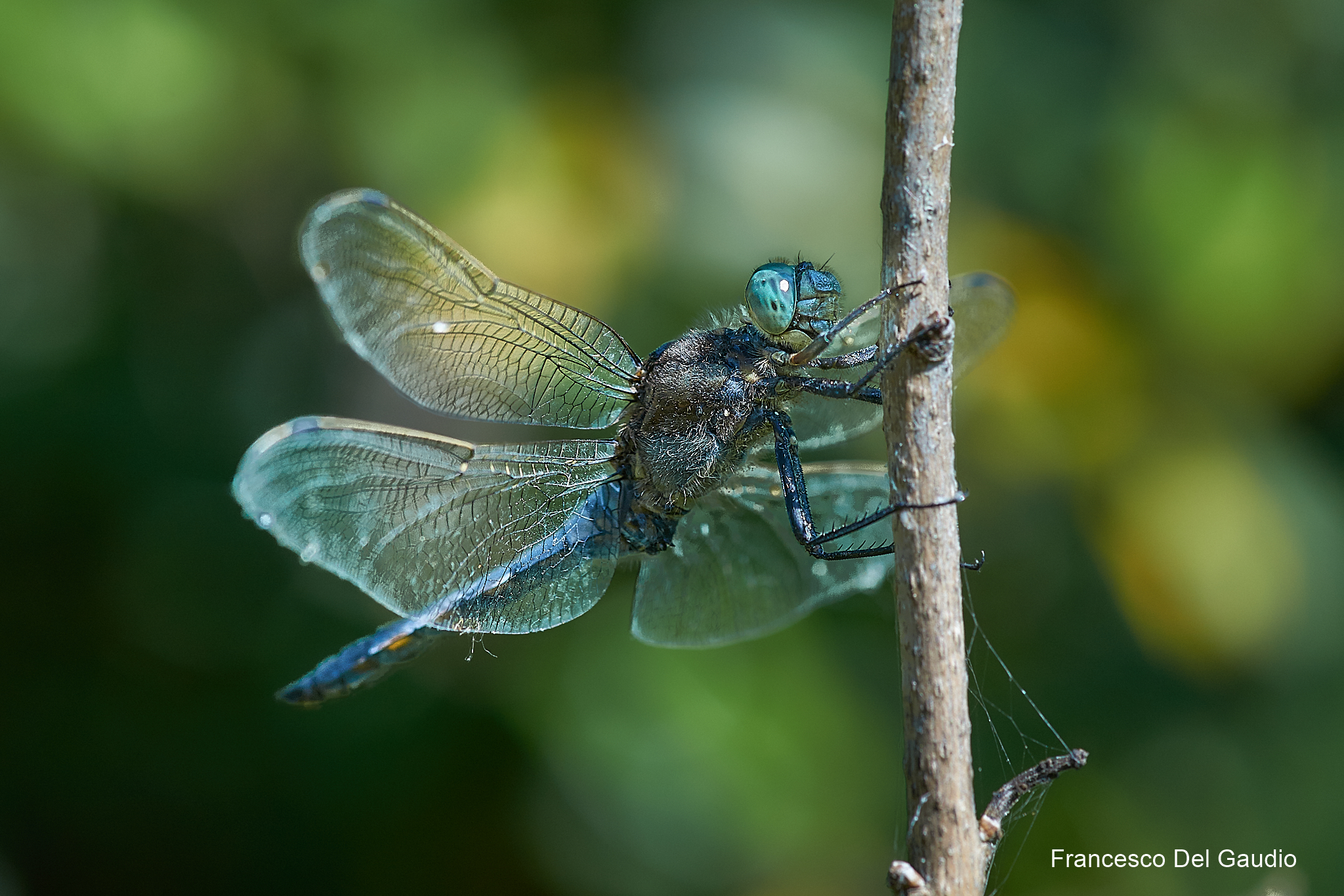 Dragonfly