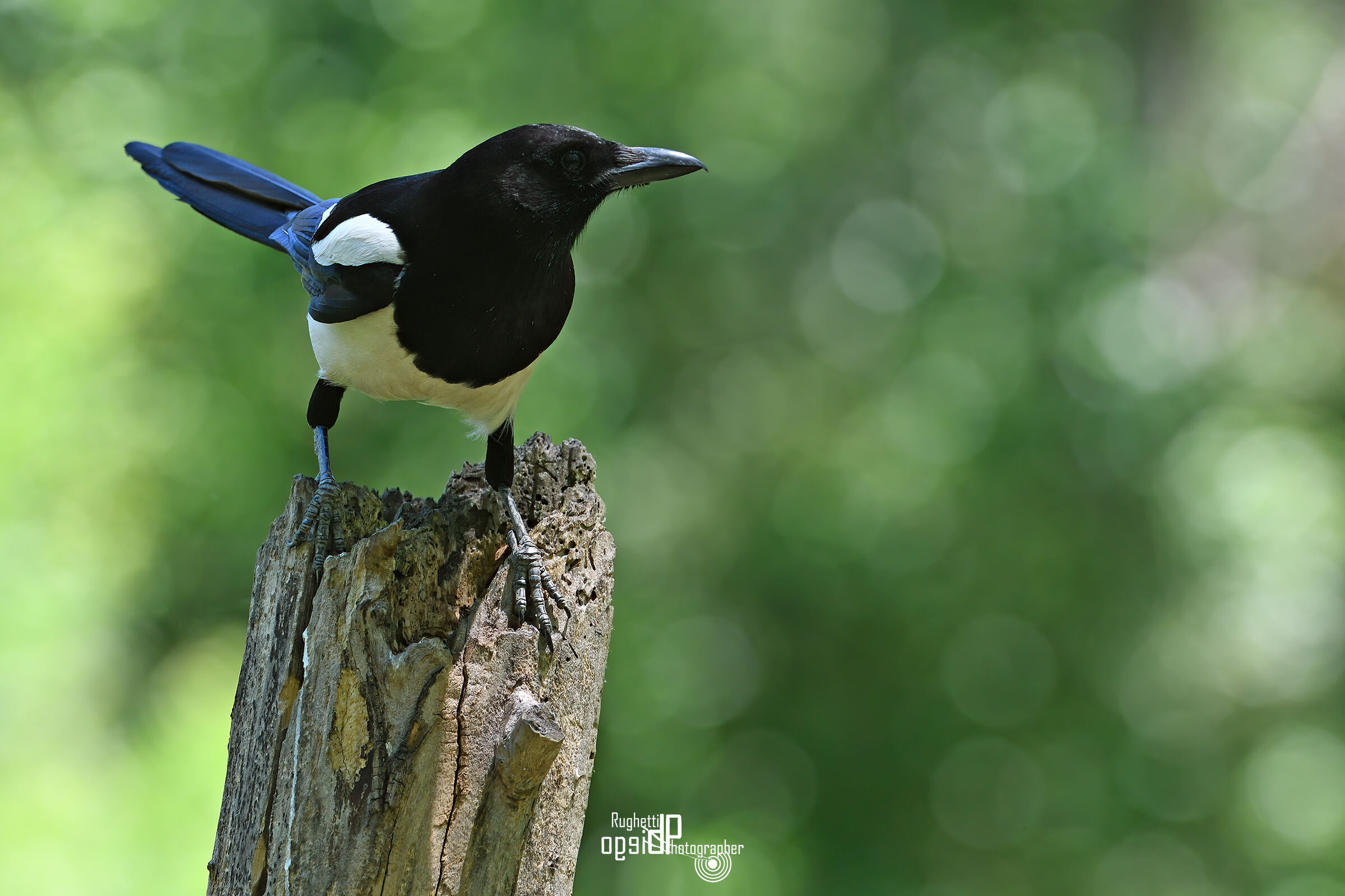 Magpie