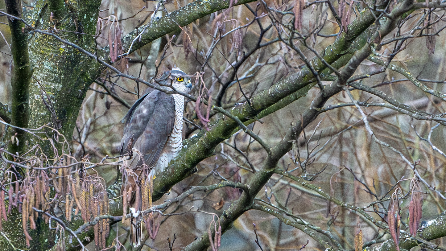 Sparrowhawk