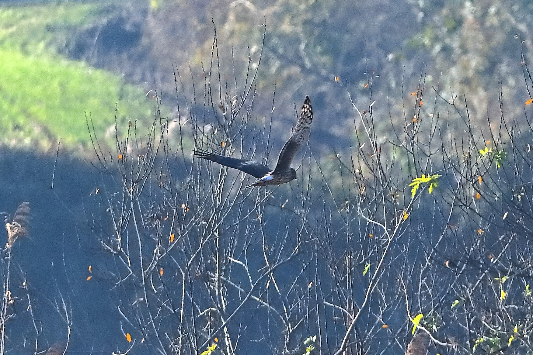 Hen Harrier 14-12-2023