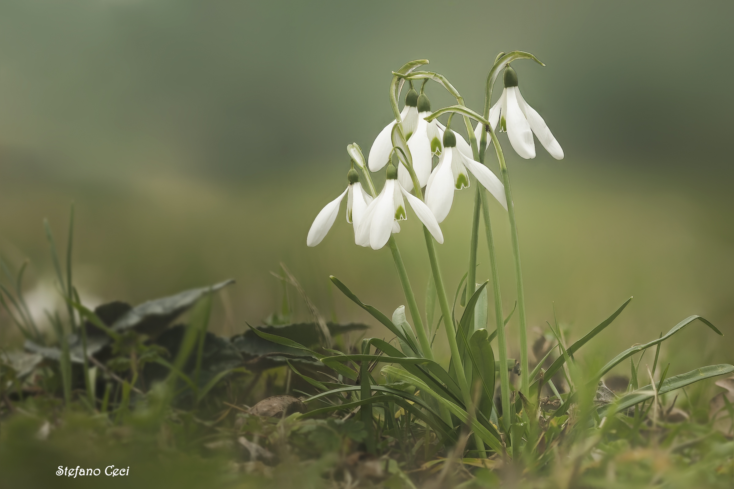 Galanthus nivalis