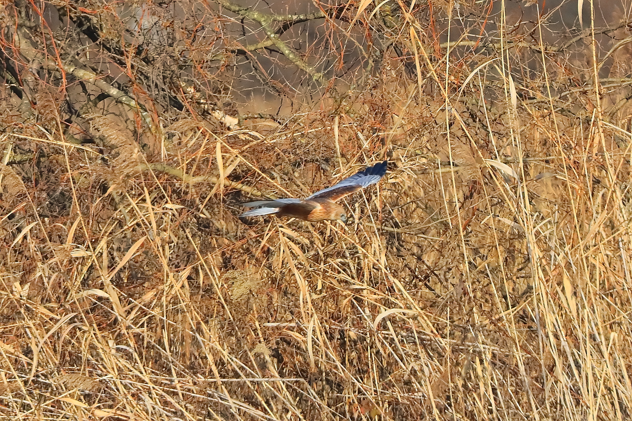 Marsh Harrier M 14-12-2023
