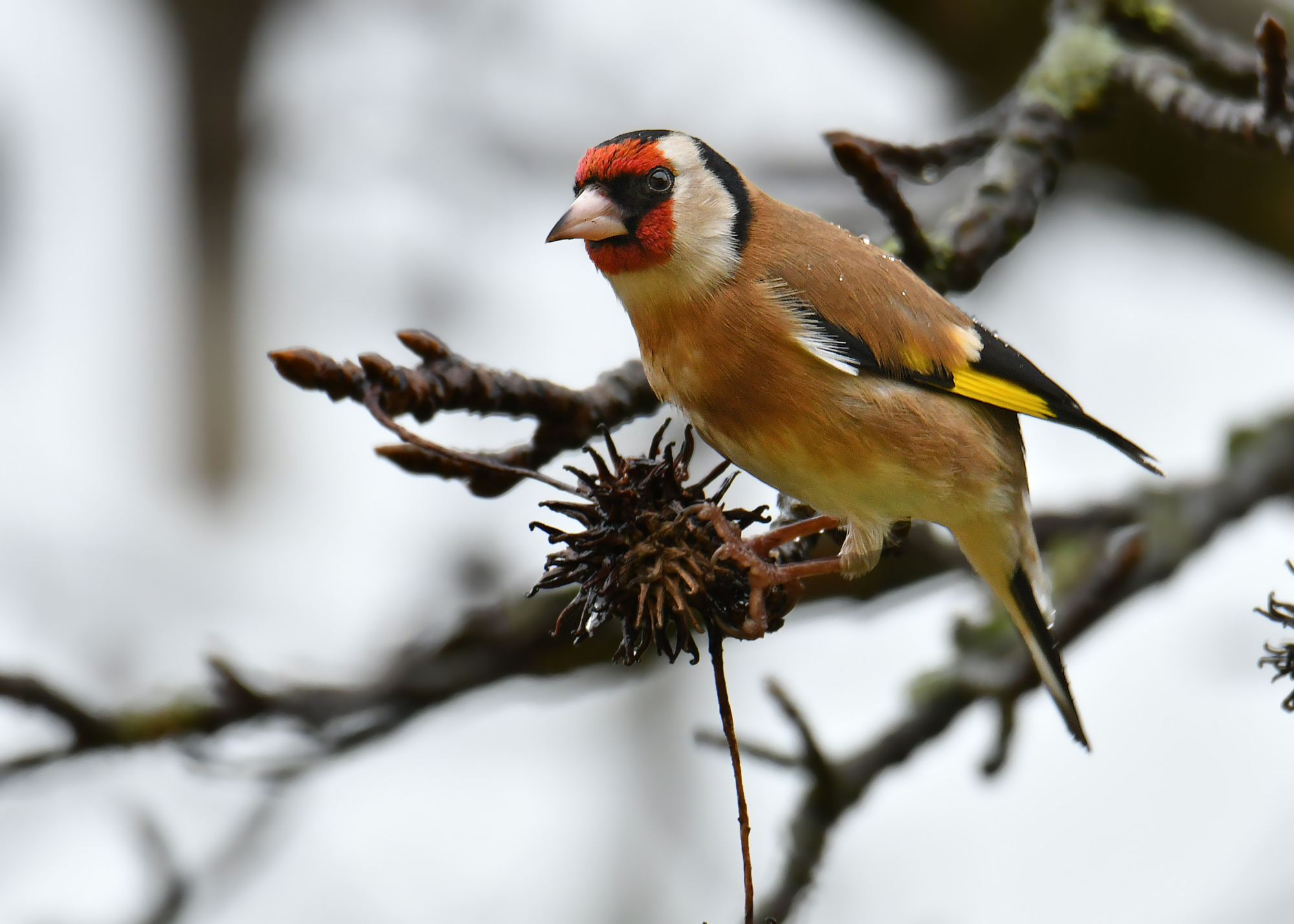 Goldfinch