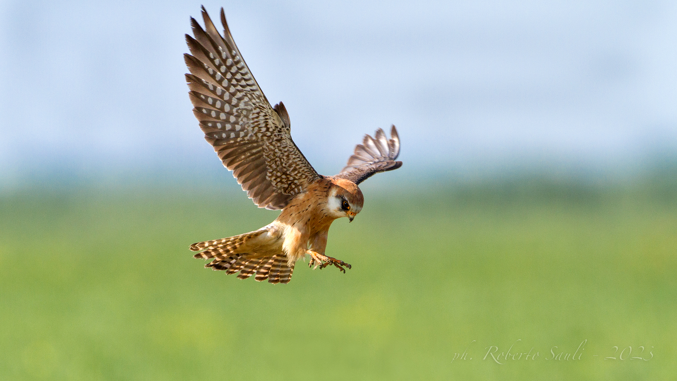 Falco cuculo (femmina)