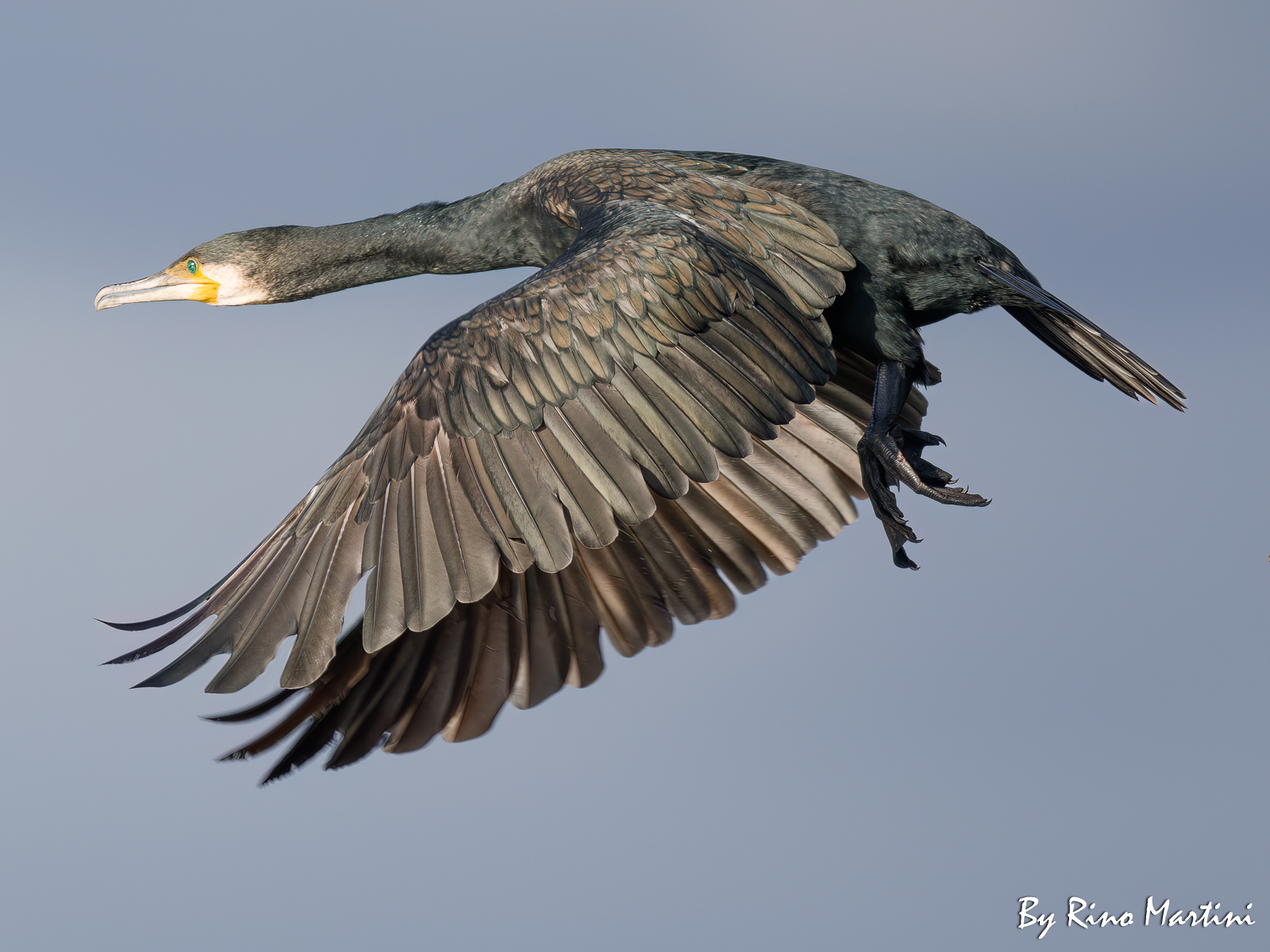 Cormorant in flight