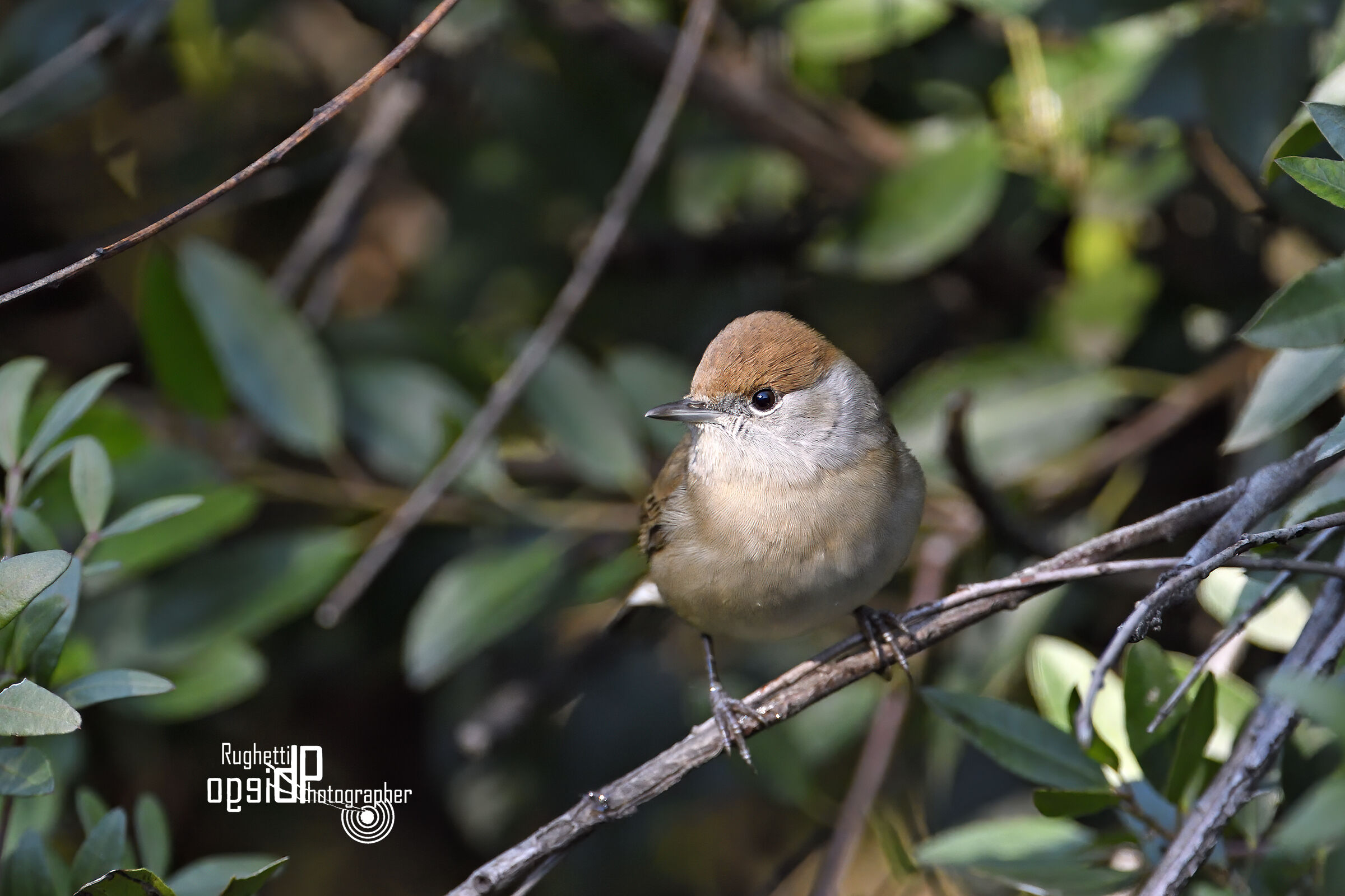 Blackcap