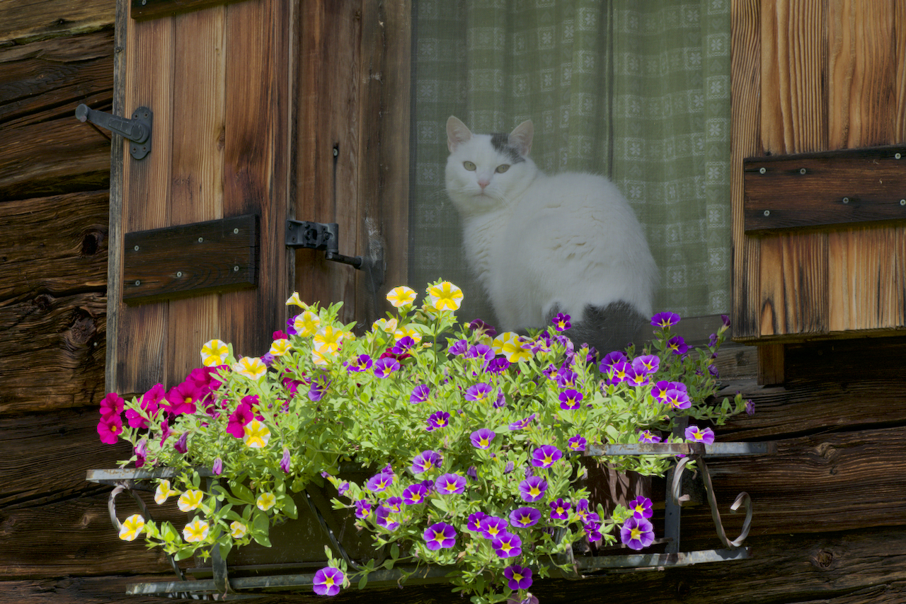 Cat and flowers - South Tyrol 2017
