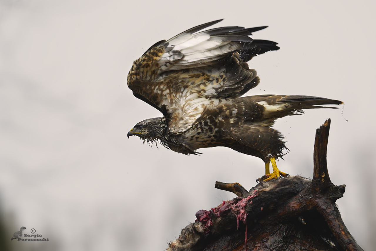 The take-off of the buzzard