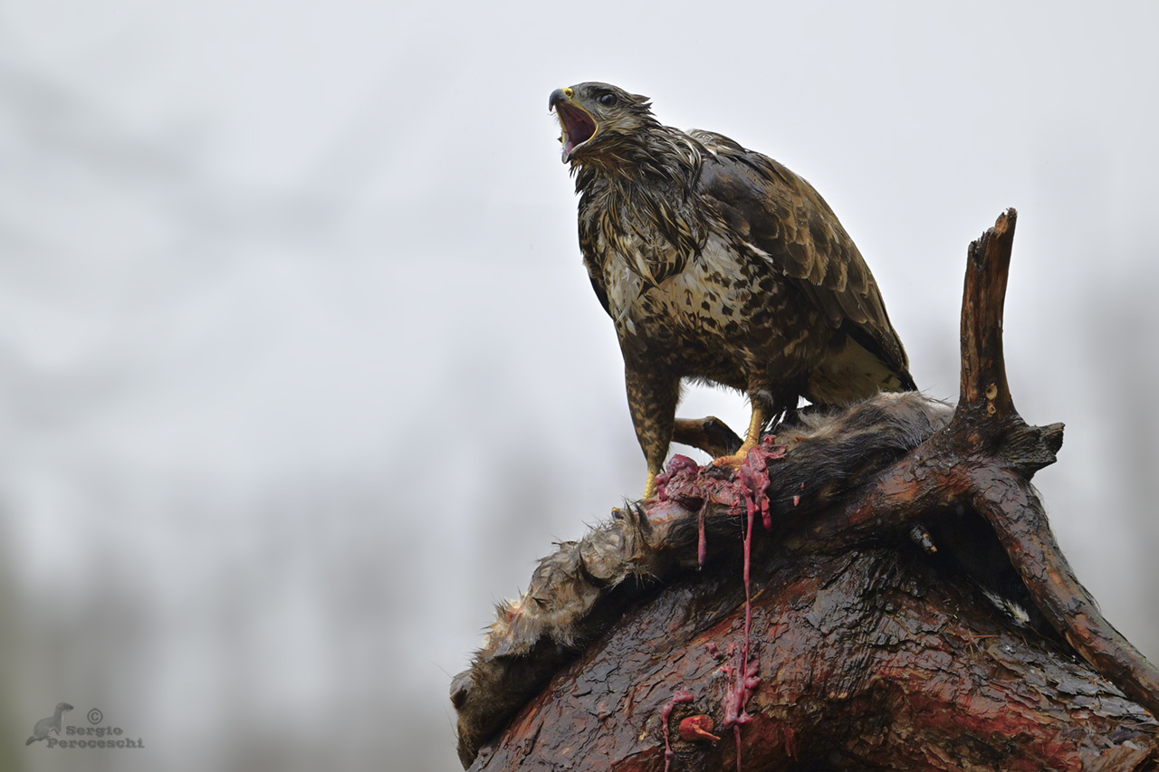 The Buzzard's Scream