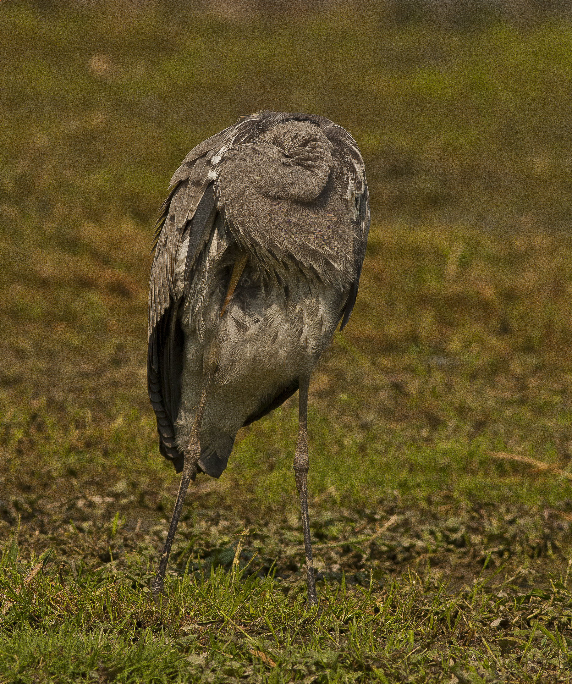non vedo non sento e non parlo...