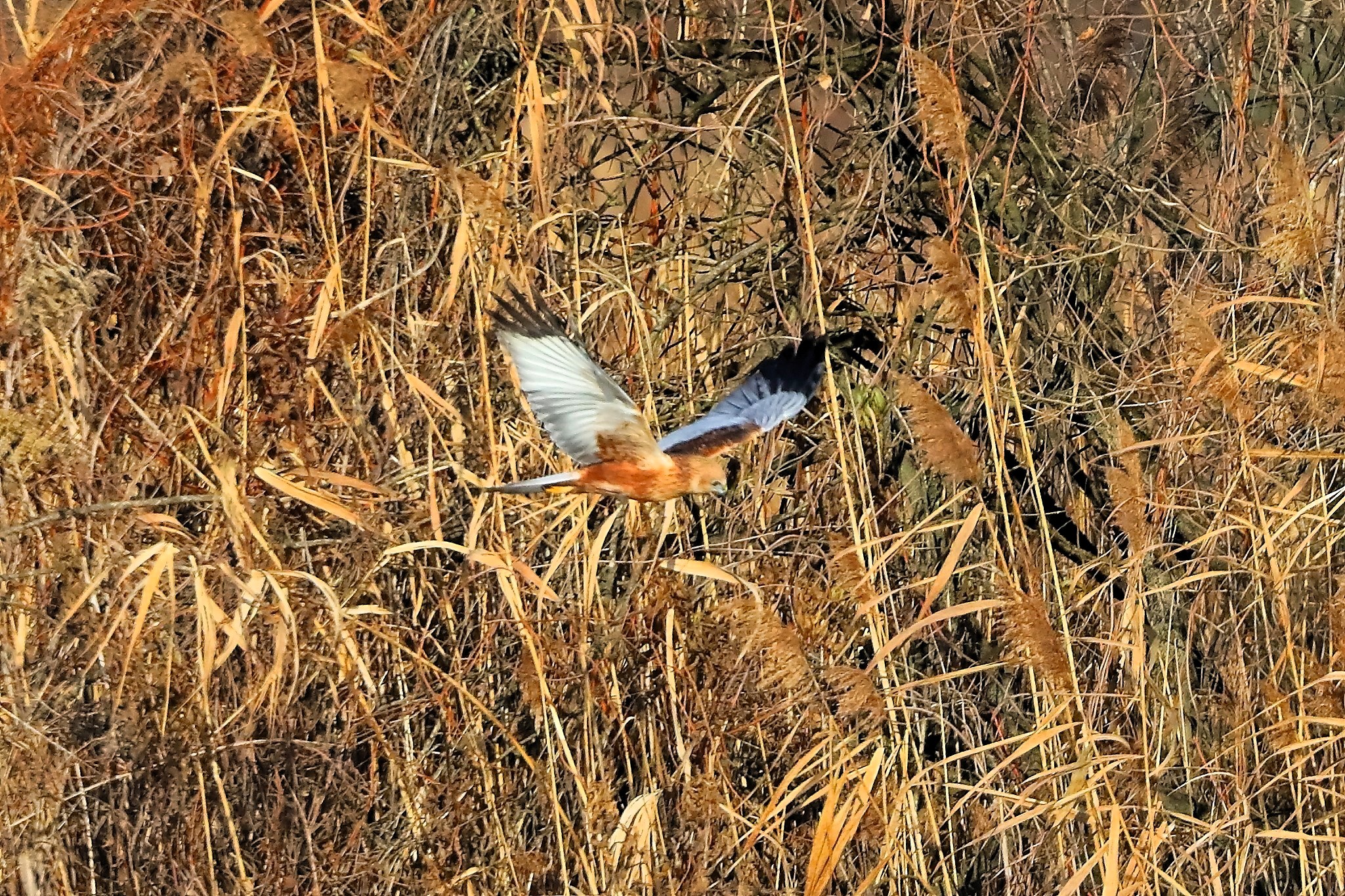 Marsh Harrier M 14-12-2023
