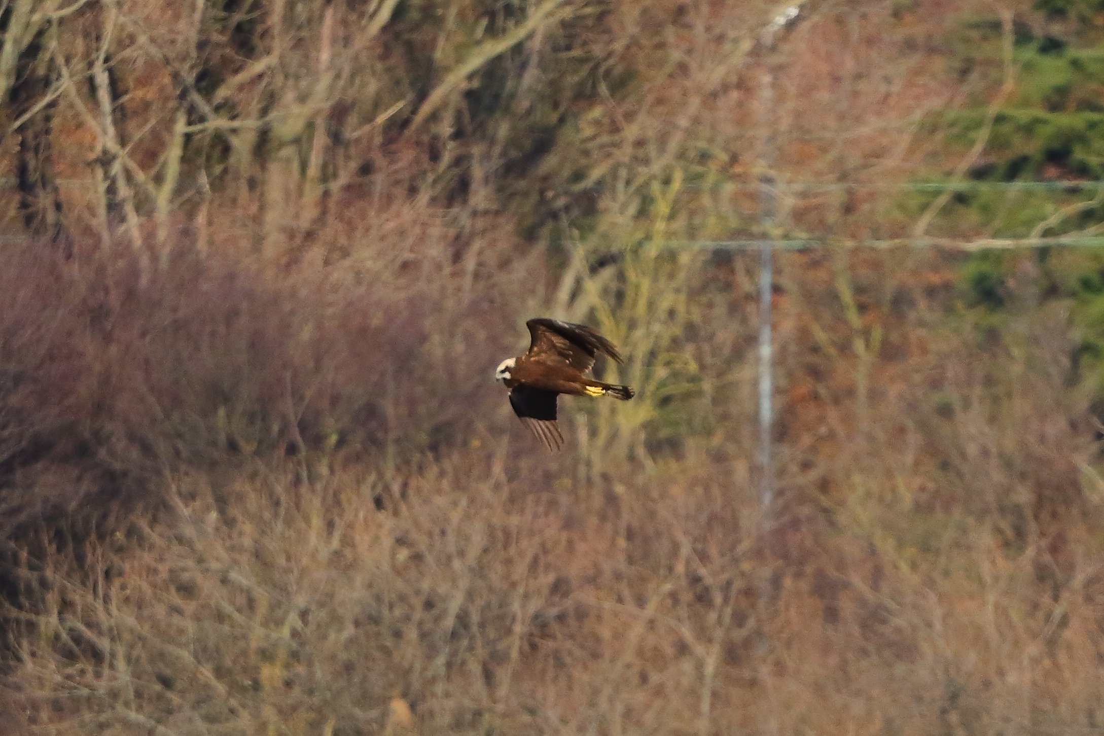 Marsh Harrier F 15-12-2023