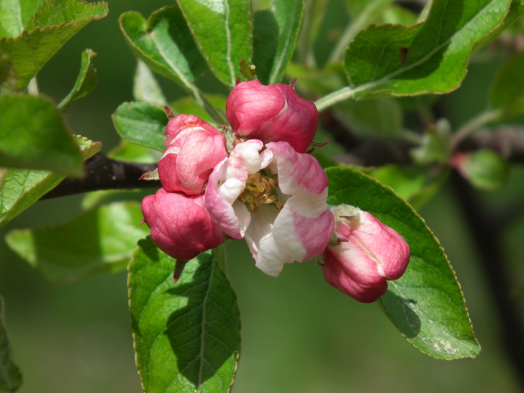 Apple Blossom