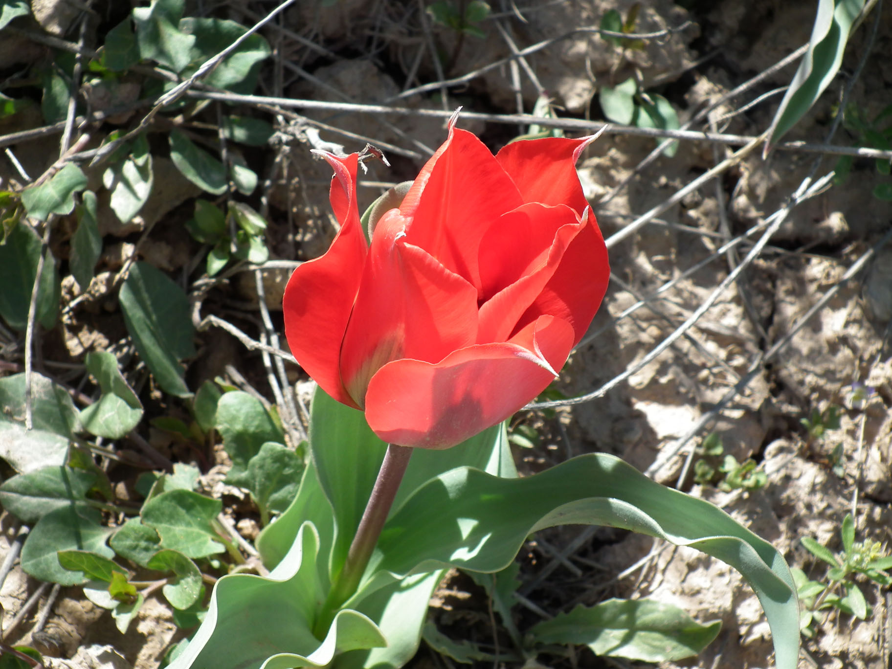 Tulip