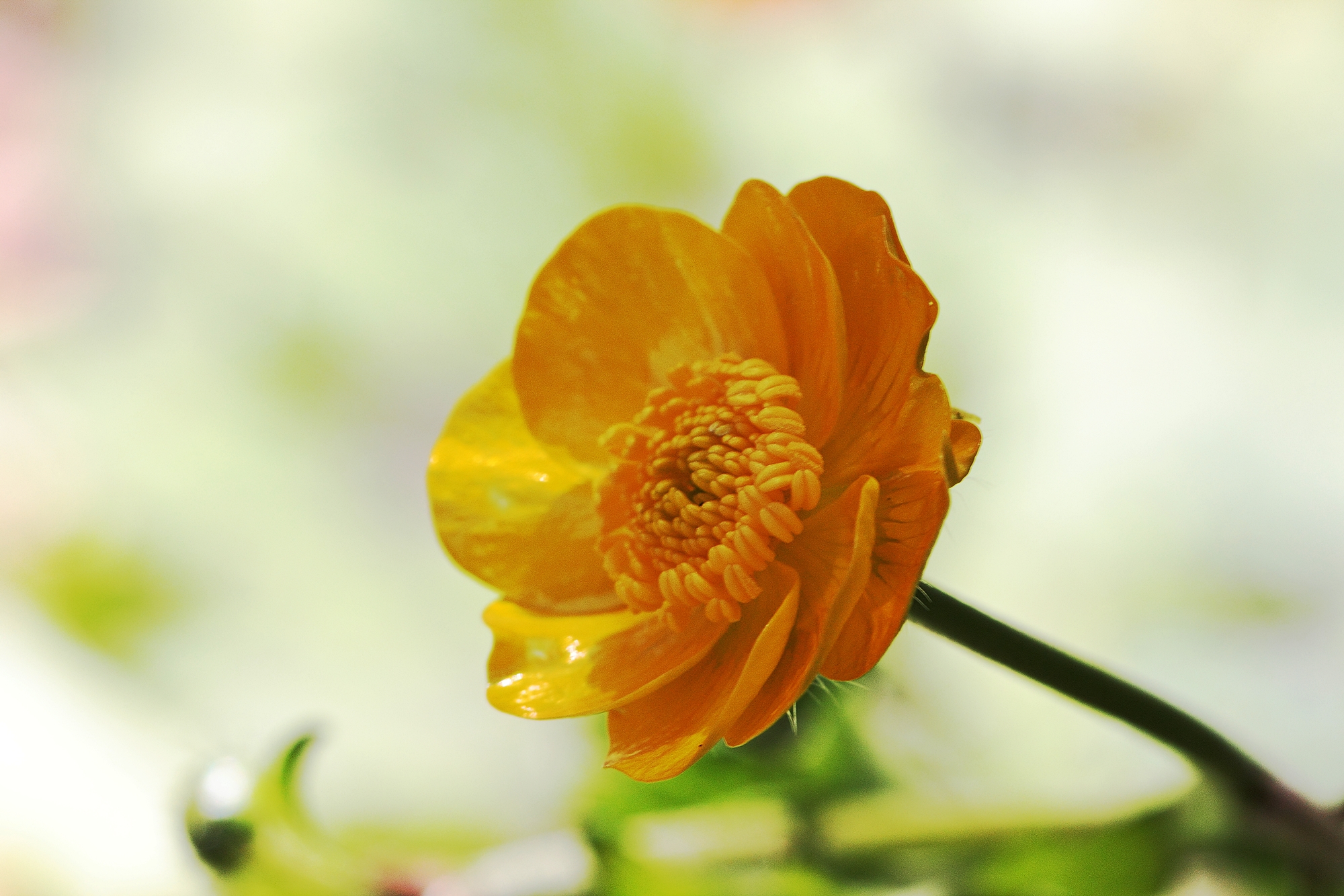 Ranunculus acris