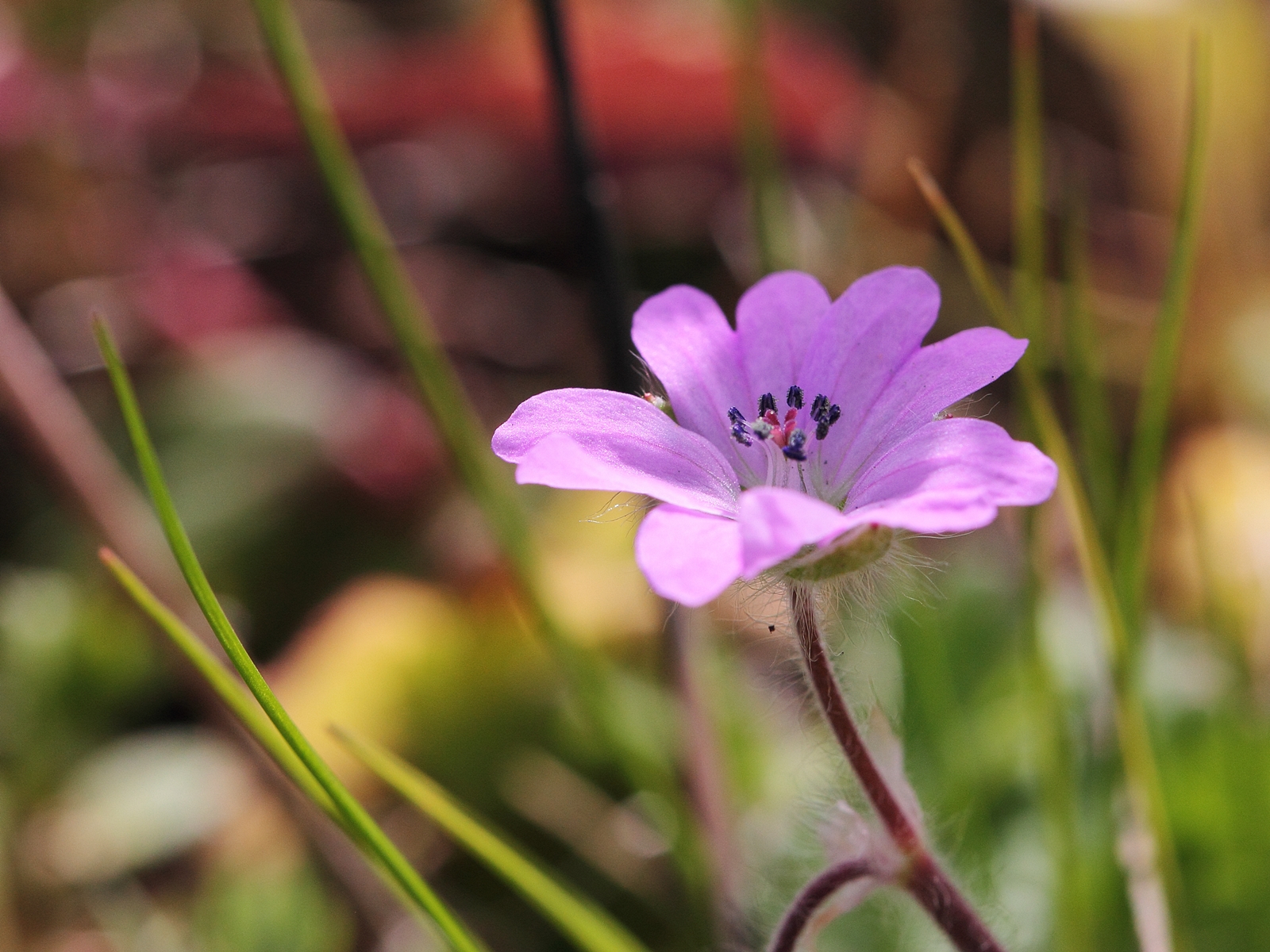 Geranium molle