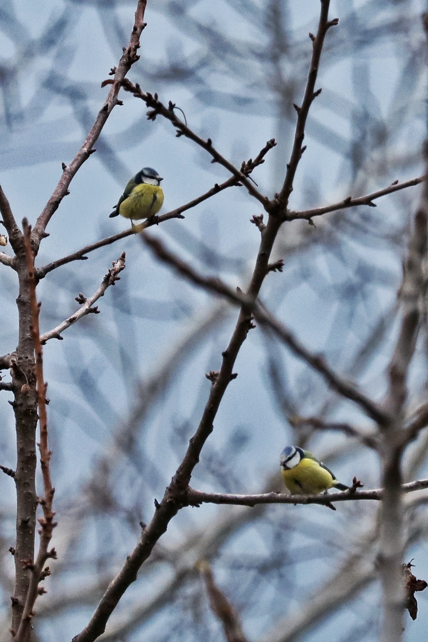 Cyanistes caeruleus