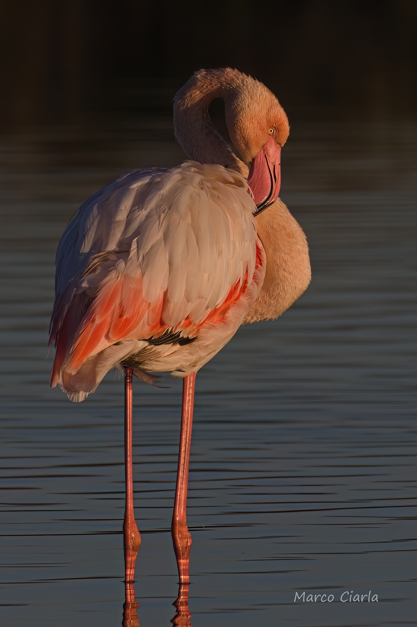 Flamingo (Phoenicopterus roseus)