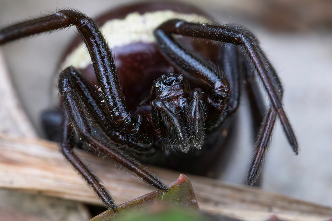 Steatoda paykulliana