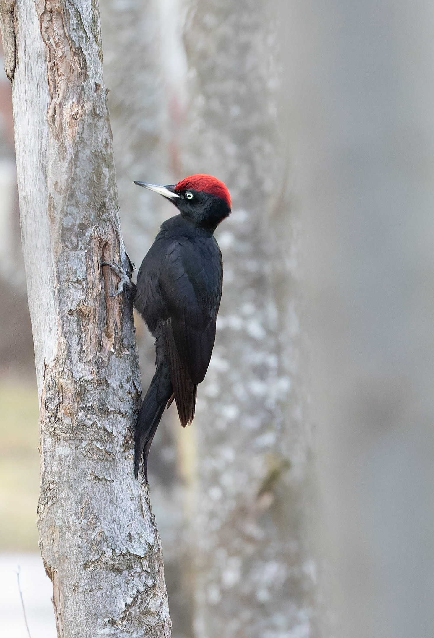 Black woodpecker