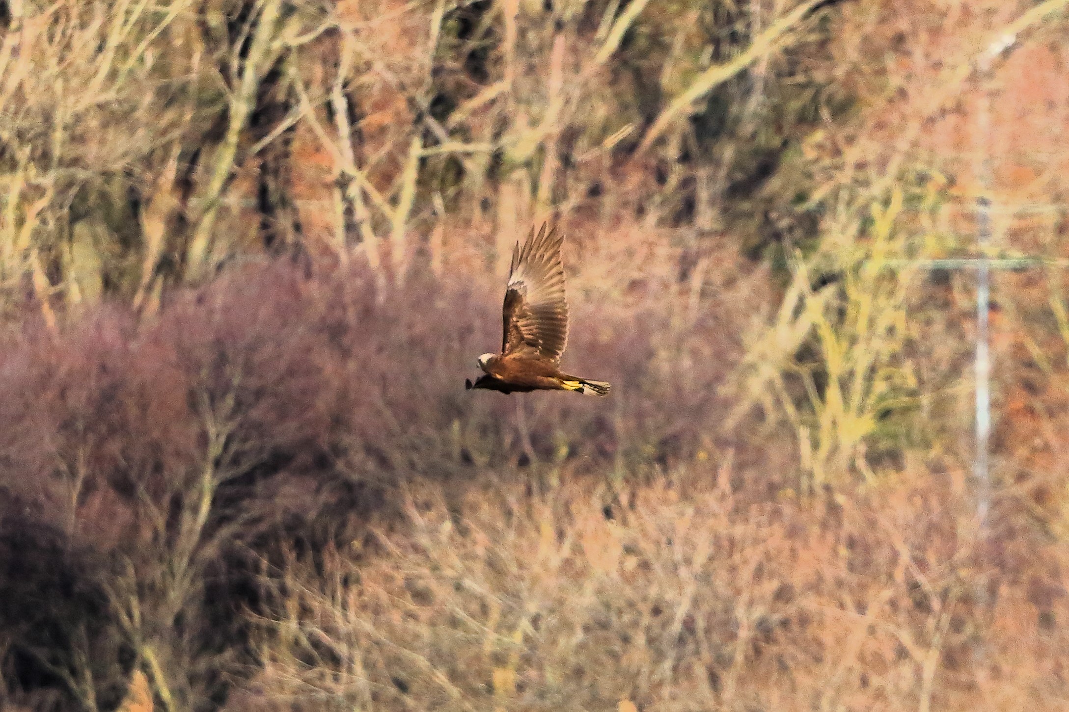 Marsh Harrier F 15-12-2023